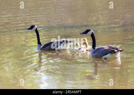 Eine Familie von kanadischen Gänsen und ihren Baby-Gänsen, die auf dem Jerusalem-Teich in St. Croix Falls, Wisconsin, USA. Stockfoto