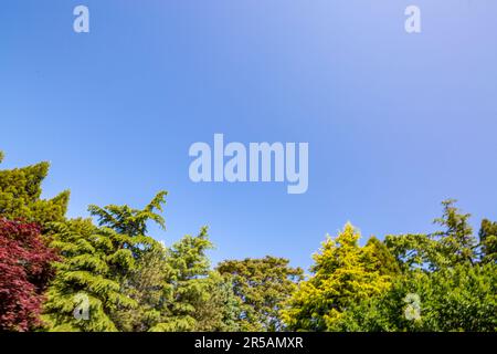 Blauer Himmel und eine Vielzahl von Bäumen Stockfoto