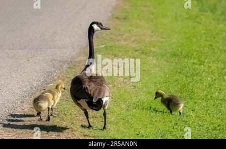 Mutter kanadagans Gans mit ihren kleinen Gänsen, die auf einer Straße in der Nähe des Jerusalem Pond in St. Croix Falls, Wisconsin, USA. Stockfoto