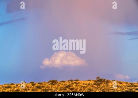 Regenwolken über Kalahari, Kgalagadi Transfrontier Park, Südafrika Stockfoto