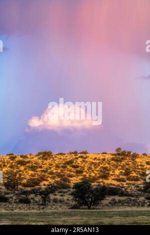 Regenwolken über Kalahari, Kgalagadi Transfrontier Park, Südafrika Stockfoto