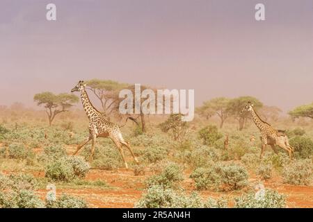 Giraffa masai (Giraffa camelopardalis tippelskirchi), Kenia, Afrika Stockfoto