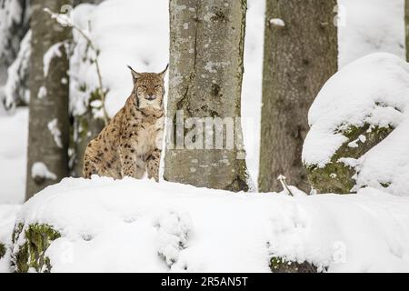 Eurasischer Luchs (Lynx Lynx) Deutschland, Europa Stockfoto