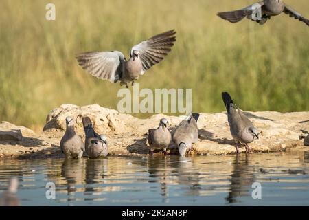 Taube in der Luft über Wasser, 5 Vögel sitzen am Wasserrand und trinken in der Kalahri Wüste. Kalahari, Kgalagadi Transfrontier Park, Südafrika Stockfoto