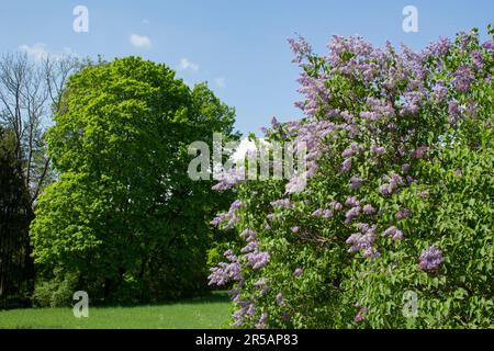 Wunderschöne grüne Wiese. Auf der Wiese wächst ein Fliederbusch. Flieder blühen an einem sonnigen Frühlingstag. Naturlandschaft. Stockfoto