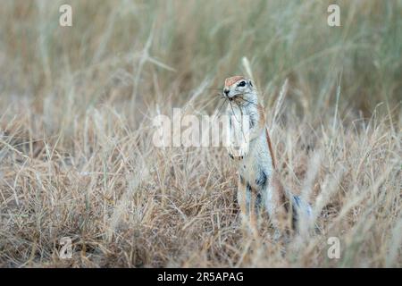 Kaphornhörnchen (Xerus inauris), aufrecht stehend. Wilde Tiere haben Gras im Mund für ihr Nest. Kgalagadi Transfrontier Park, Südafrika Stockfoto