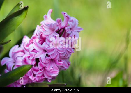 Rosafarbene Hyazinthen wachsen an einem sonnigen Tag im Garten, Makrofoto mit selektivem Weichzeichner Stockfoto