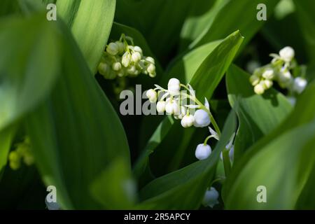 Knospen der Lilie des Tals, Nahaufnahme von wilden weißen Blumen Stockfoto