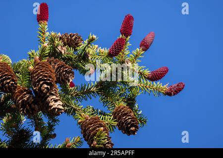 Tannenzweig mit roten unreifen Zapfen ist an einem Frühlingstag unter klarem blauem Himmel Stockfoto