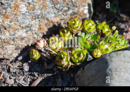 Sempervivum tectorum oder das gewöhnliche Stallelement wächst zwischen Steinen, Nahaufnahme mit selektivem Weichfokus an einem sonnigen Tag Stockfoto