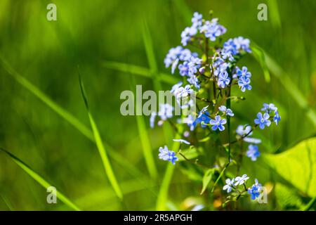 Vergiss mich nicht, Myosotis ist eine Gattung blühender Pflanzen in der Familie Boraginaceae. Makrofoto mit weichem, selektivem Fokus blauer Blüten auf unscharfen Bildern Stockfoto