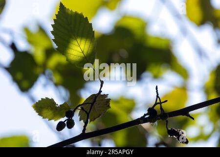 Erlenbaumzweig mit grünen Blättern und kleinen Zapfen, Makrofoto mit selektivem Weichzeichner Stockfoto