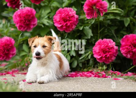 Süßes kleines Hündchen, das sich im Frühling in den Pionierblumen den Mund leckt Stockfoto