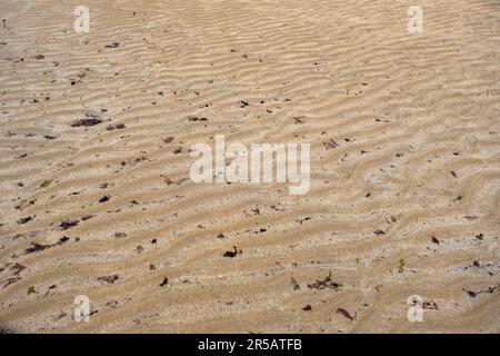 Wellenmuster von Sandwellen und kleinen Algen, die am Strand angespült wurden Stockfoto