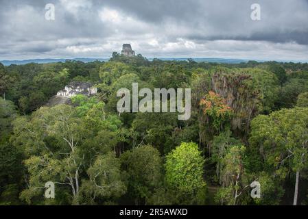 Tempel III erhebt sich über dem Dschungel im Tikal Nationalpark, Petén, Guatemala Stockfoto