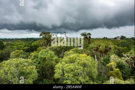 Tempel III erhebt sich über dem Dschungel im Tikal Nationalpark, Petén, Guatemala Stockfoto