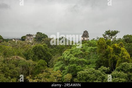 Tempel IV erhebt sich über dem Dschungel im Tikal Nationalpark, Petén, Guatemala Stockfoto