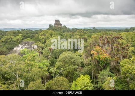 Tempel IV erhebt sich über dem Dschungel im Tikal Nationalpark, Petén, Guatemala Stockfoto