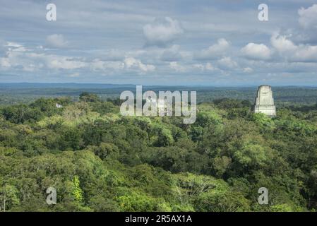 Tempel IV erhebt sich über dem Dschungel im Tikal Nationalpark, Petén, Guatemala Stockfoto