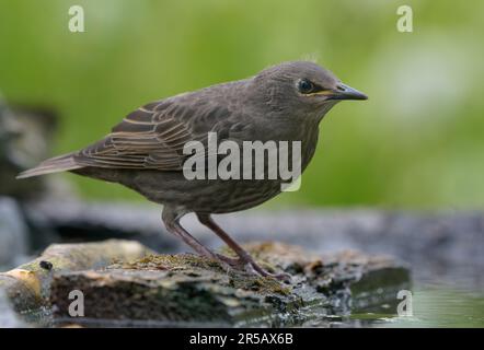 Junger Glatzstar (Sturnus vulgaris), der in den ersten Lebenstagen auf einem Zweig im Wasserteich posiert Stockfoto