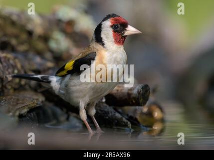 Europäischer Goldfink (Carduelis carduelis) in der Nähe des Teiches auf einem Steg Stockfoto