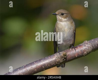 Die weibliche europäische Rattenfliegenfänger (ficedula hypoleuca) sitzt auf einem Zweig mit Herbstuntergrund Stockfoto