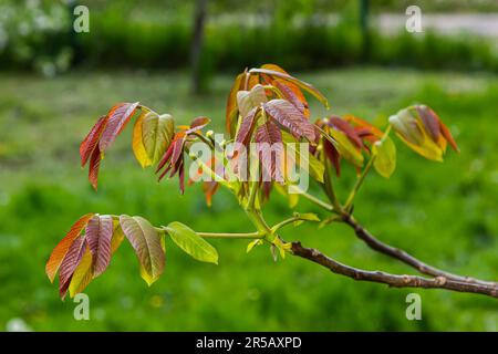 Walnusszweig im Frühling, Walnussbaum Blätter und Katzen schließen sich. Walnussbäume blühen, junge Blätter des Baumes im Frühling, Natur im Freien. Stockfoto