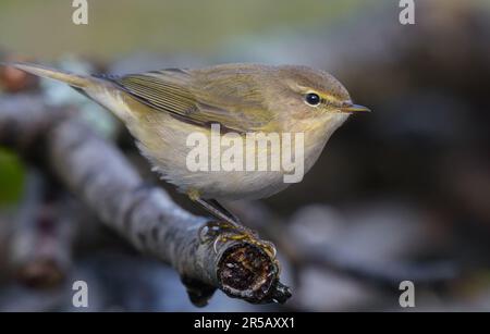 Nahaufnahme von Gemeinen Chiffchaff (Phylloscopus collybita), der im Herbst auf einem kleinen trockenen Zweig mit schwarzem Hintergrund posiert Stockfoto