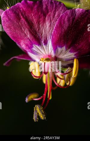 Dunkelviolette duskige Blumen im Garten, selektiver Fokus mit grünem Bokeh-Hintergrund - Geranium faeum. Stockfoto