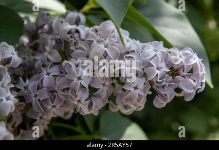 Flieder vulgaris, Makro Stockfoto