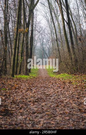 Ein malerischer, gewundener Pfad führt in einen üppigen Wald, der von nebeligem Nebel umgeben ist und von hohen Bäumen umgeben ist Stockfoto