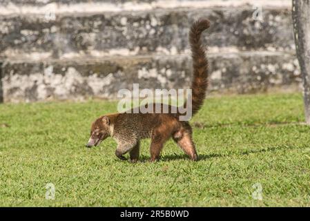 Coatimundi vor Tempel I im Tikal Nationalpark, Petén, Guatemala Stockfoto