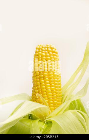 Ein Mais mit grüner Schale auf weißem Hintergrund mit Kopierbereich Stockfoto