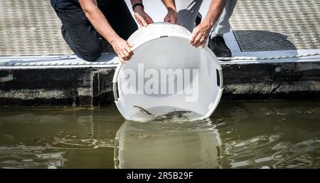 WERKENDAM - Sturgeonen werden im Wasser des De Biesbosch Nationalparks freigesetzt. Die Freisetzung und Rückverfolgung der markierten Tiere ist ein wichtiger Schritt bei der Untersuchung der Möglichkeit der Wiedereinführung dieser Fischart. ANP JEROEN JUMELET niederlande raus - belgien raus Stockfoto