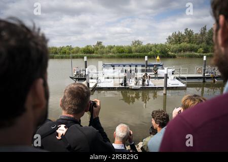 WERKENDAM - Sturgeonen werden im Wasser des De Biesbosch Nationalparks freigesetzt. Die Freisetzung und Rückverfolgung der markierten Tiere ist ein wichtiger Schritt bei der Untersuchung der Möglichkeit der Wiedereinführung dieser Fischart. ANP JEROEN JUMELET niederlande raus - belgien raus Stockfoto