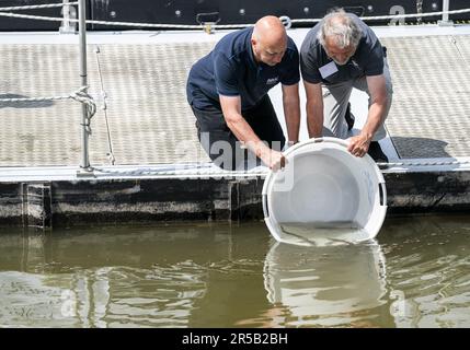 WERKENDAM - Sturgeonen werden im Wasser des De Biesbosch Nationalparks freigesetzt. Die Freisetzung und Rückverfolgung der markierten Tiere ist ein wichtiger Schritt bei der Untersuchung der Möglichkeit der Wiedereinführung dieser Fischart. ANP JEROEN JUMELET niederlande raus - belgien raus Stockfoto