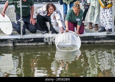 WERKENDAM - Sturgeonen werden im Wasser des De Biesbosch Nationalparks freigesetzt. Die Freisetzung und Rückverfolgung der markierten Tiere ist ein wichtiger Schritt bei der Untersuchung der Möglichkeit der Wiedereinführung dieser Fischart. ANP JEROEN JUMELET niederlande raus - belgien raus Stockfoto