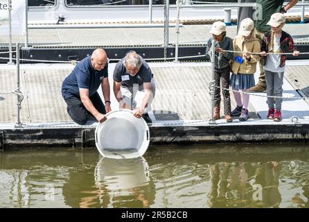 WERKENDAM - Sturgeonen werden im Wasser des De Biesbosch Nationalparks freigesetzt. Die Freisetzung und Rückverfolgung der markierten Tiere ist ein wichtiger Schritt bei der Untersuchung der Möglichkeit der Wiedereinführung dieser Fischart. ANP JEROEN JUMELET niederlande raus - belgien raus Stockfoto