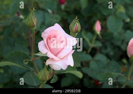 Wunderschöne Blume Rosa Rosa Grün hinterlässt einen wunderschönen Blick auf die Natur Makro Stockfoto