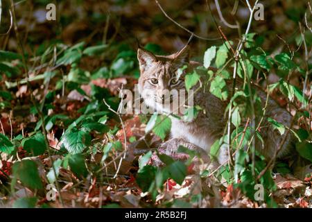 Eine Großaufnahme einer Ingwer-Tabby-Katze, hoch oben auf einem Baumstamm in einem bewaldeten Gebiet, umgeben von üppigem grünem Laub und Ästen Stockfoto