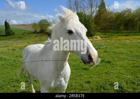Weißes Pferd im Feld Stockfoto