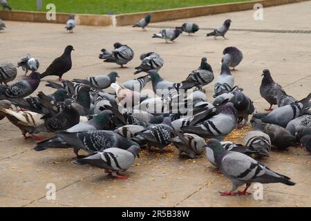 Eine Gruppe von Tauben ist auf dem Boden und isst die Samen, die von Menschen auf dem Boden verteilt werden Stockfoto