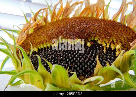 Trockener Sonnenblumenkopf mit reifen Samen Stockfoto