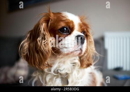 Nahaufnahme eines Blenheim Cavalier King Charles Spaniel Schoßhund. Kastanien und weiß. Von der Kamera wegschauen. Stockfoto