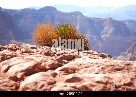 Eine saftige Pflanze, die in einer felsigen Wüstenlandschaft wächst und einen lebendigen grünen Kontrast zum goldenen Sand bietet Stockfoto