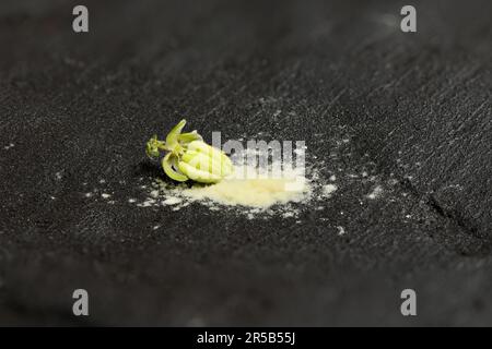 Cannabisblüten und Pollen aus Cannabisblüten. Extreme Nahaufnahme, Seitenansicht isoliert auf Schwarz. Hochauflösendes Foto. Volle Schärfentiefe. Stockfoto