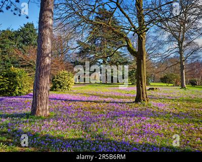 Großbritannien, West Yorkshire, Leeds, Krokusse und Bäume im Roundhay Park Stockfoto