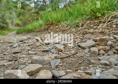 Als taube, auch langsame oder blinde Wurm, Angius fragilis, ist eine Eidechse ohne Beine, die oft für eine Schlange gehalten wird und auf einem Wanderweg im Rothaarstei krabbelt Stockfoto