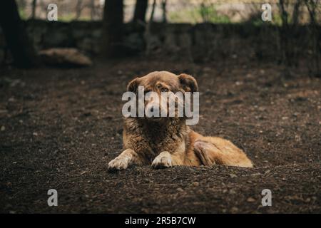 Süßer Straßenhund Stockfoto