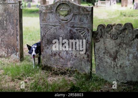 Grabsteine auf einem Kirchengelände im Sonnenlicht im Sommer, Border Collie West Sussex UK Stockfoto